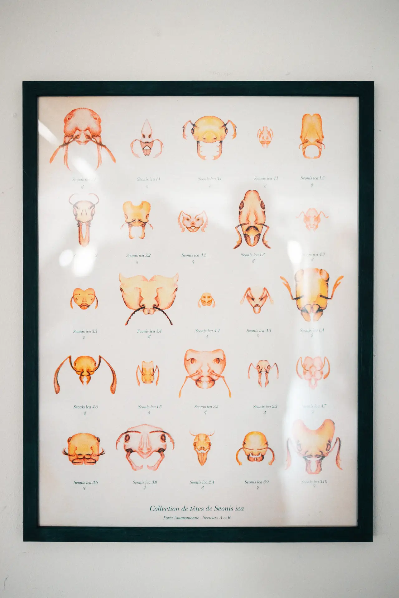 Anna BOURREZ / Une planète nommée Gaïa