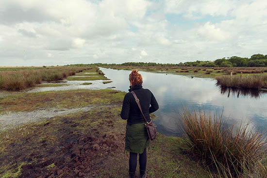 Au milieu des marais (2013)