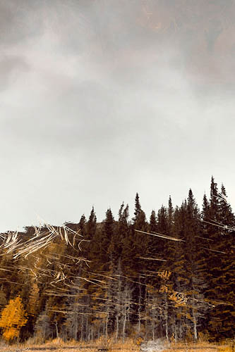 Forêt aquatique québécoise (2014)