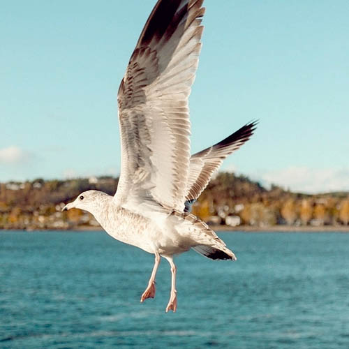 Mouette à Chicoutimi (2014)