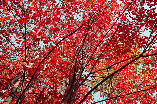 Ciel de feuilles (2014)