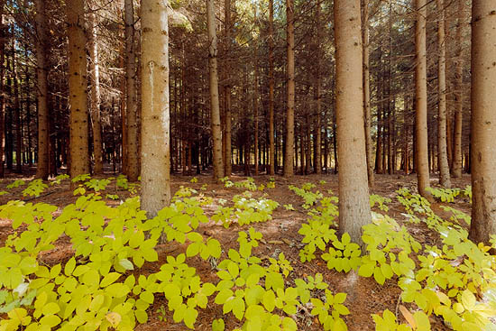 Tapis de feuilles (2014)