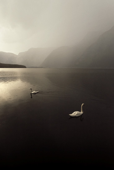 2 cygnes à Hallstatt / Autriche (2016)