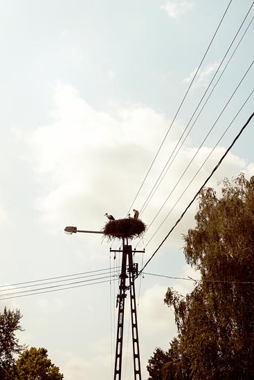 Nid de cigognes / Hongrie (2016)