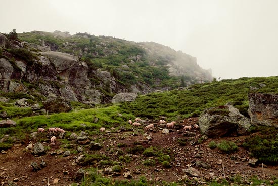 Cochons de montagne / Suisse (2016)