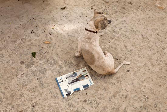 Dog Floor / Espagne (2019)