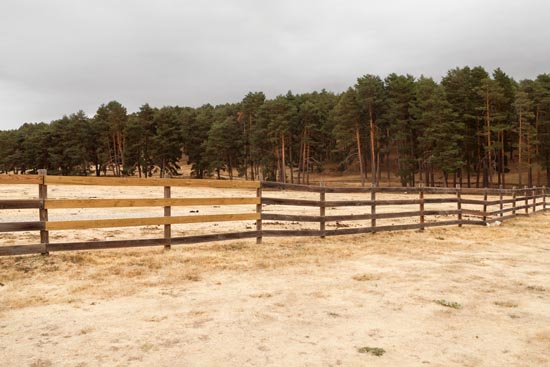 Des arbres sur la clôture / Espagne (2019)