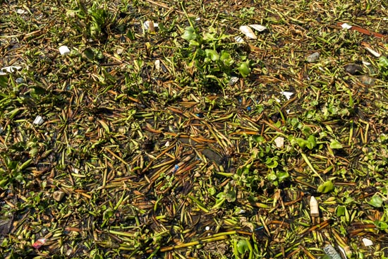 Chao(s) Phraya / Thaïlande (2020)