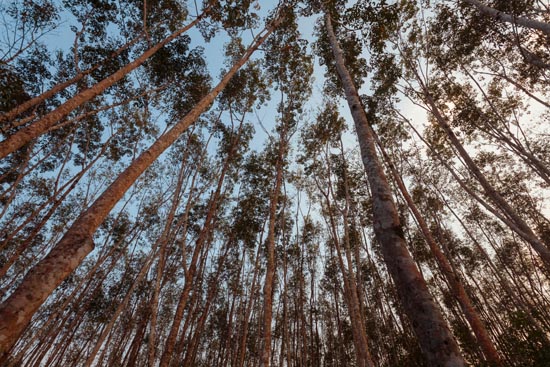 Latex Trees / Thaïlande (2020)