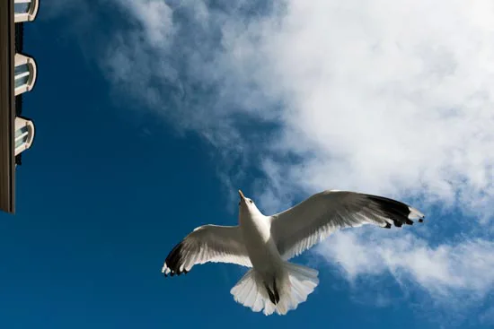 Mouette dans le ciel de Trondheim / Norvège (2021)