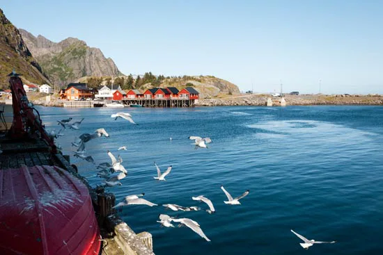 Des fientes puis l'envol / Norvège (2021)