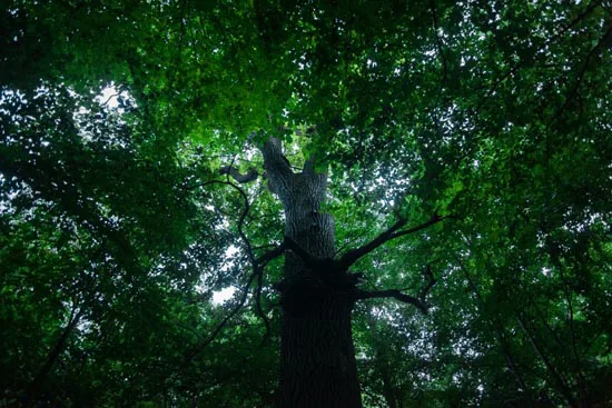 Un arbre / Norvège (2021)