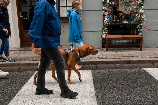 Le chien roux / Danemark (2021)