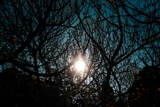 Soleil de figuiers / Corse (2023)