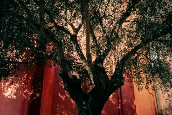 Olivier sur fond rose / Corse (2023)