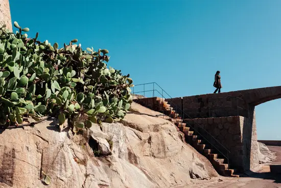 Sortie des cactus / Corse (2023)