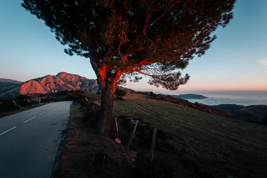 Arbre rouge / Corse (2023)