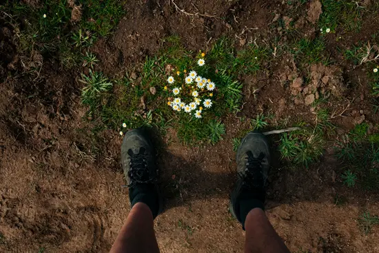 Pâquerettes / Corse (2023)