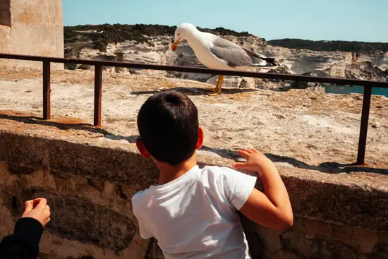 La main, le gosse et la mouette / Corse (2023)