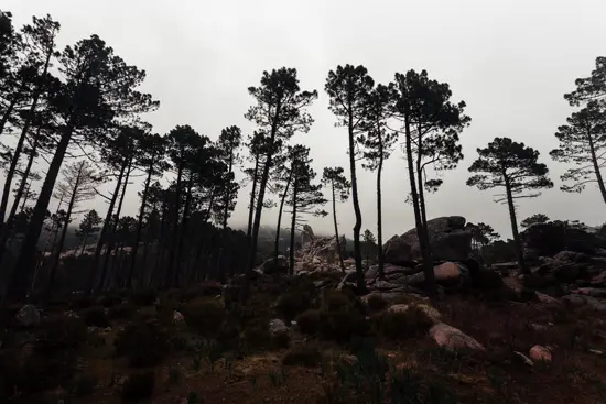 En bord de route vers Corte I / Corse (2023)