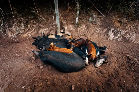 Des cochons en bord de route / Corse (2023)