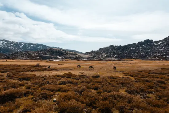 Chevaux sur le plateau du Coscione / Corse (2023)