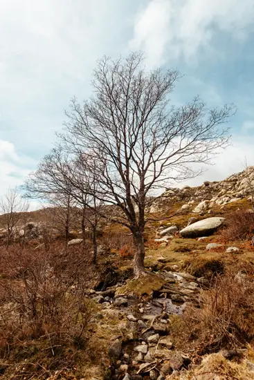 Coscione Tree / Corse (2023)