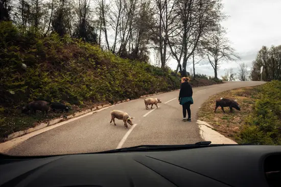 Des cochons sur la route / Corse (2023)